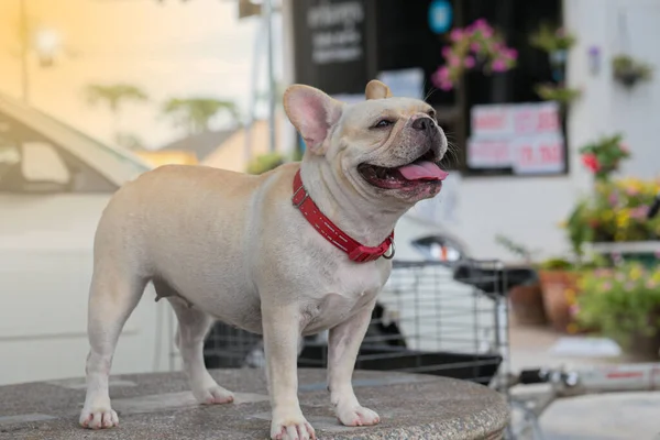 Cute Cream Female French Bulldog Red Collar Standing Table — стоковое фото