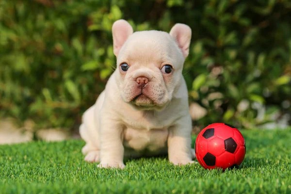 Retrato Foto Cachorro Branco Bonito Buldogue Francês Sentado Campo Verde — Fotografia de Stock