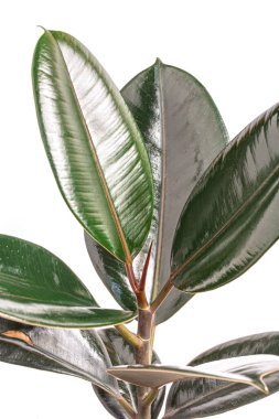 Ficus elastica (Hint Kauçuk Bitkisi) beyaz arkaplanda izole bırakılır.