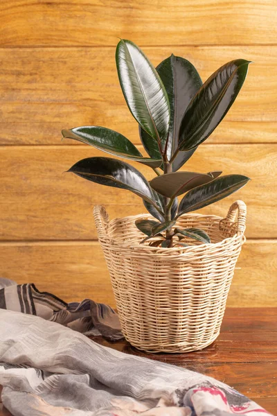 Ficus elastica (Indian Rubber plant) in basket isolated on wooden table.