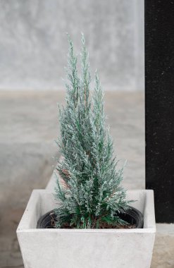 Mavi Lawson Cypress veya Chamaecyparis lawsoniana dekorasyon için parlak beton kapta.