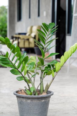 Zamioculcas zamiifolia süslemek için siyah plastik kapta.
