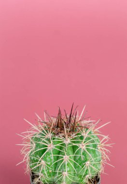 Güzel Melocactus 'un yakın plan pembe arka planı var..