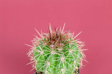 Güzel Melocactus 'un yakın plan pembe arka planı var..