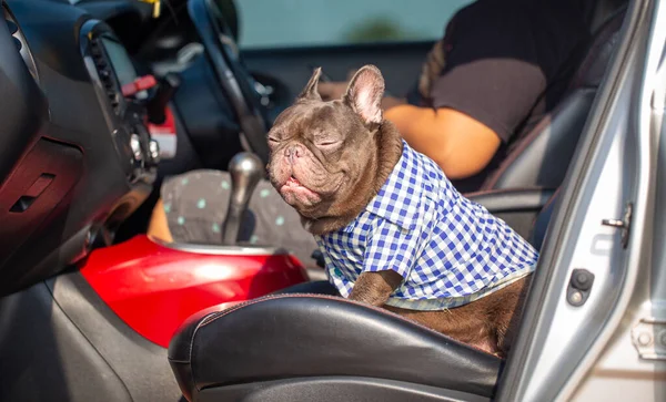 Colore Cioccolato Bulldog Francese Sedersi Dormire Auto — Foto Stock