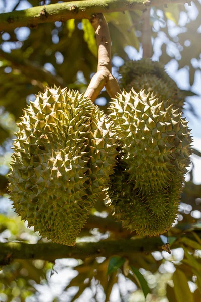 Zamknij Durianów Drzewie Durian Durian Orchard Król Owoców — Zdjęcie stockowe