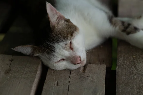 Porträtt Katt Sover Gammalt Trägolv Närbild — Stockfoto