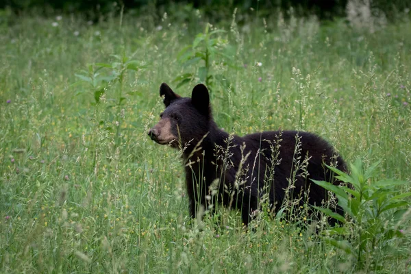 背の高い草の野原を歩く大きな黒いクマ — ストック写真