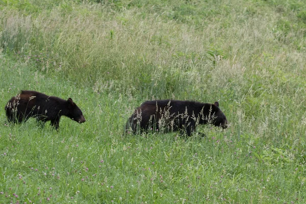 Oso Negro Cachorro Corriendo Por Los Campos Parque Nacional — Foto de Stock