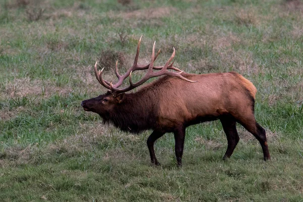Wild Antlered Bull Elk Rutting Season Buffalo National River — Stock Photo, Image