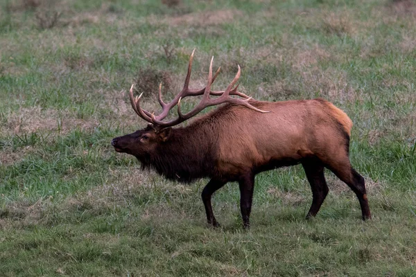 Wild Antlered Stier Elanden Tijdens Bronsttijd Buffalo National River — Stockfoto