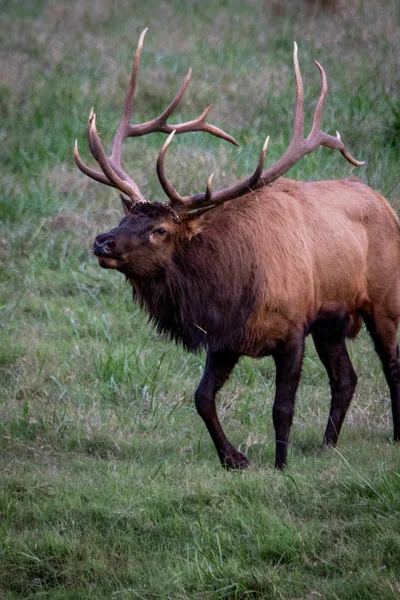 Wild Antlered Stier Elanden Tijdens Bronsttijd Buffalo National River — Stockfoto