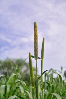 Yağmur mevsiminde yemyeşil inci darı tarlası