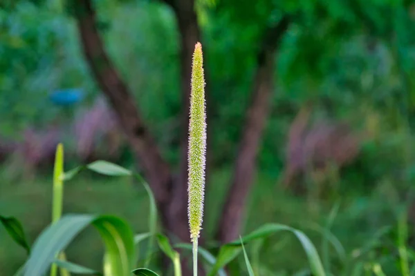 Lush Green Pearl Millet Field Rainy Season — Stock Photo, Image