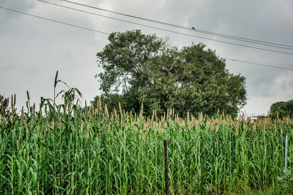 Millet Crop fields after rain