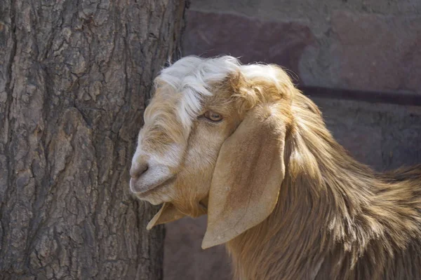 Goats Live Wild Mountains — Stock Photo, Image