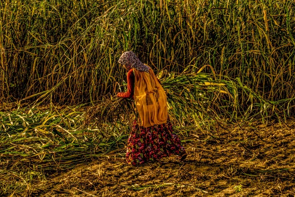 millet crop harvesting rajasthan aindia