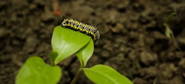 Kaunein Millipedes Värikäs Kehon Kuvio — kuvapankkivalokuva