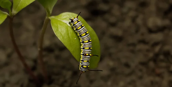 Kaunis Millipedes Värikäs Kehon Kuvio — kuvapankkivalokuva