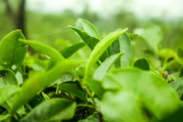 Beautiful green tea leaf on the tea garden.