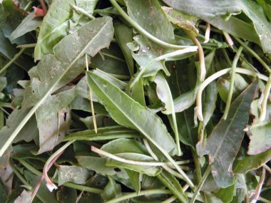 Salata için yeşil sebze