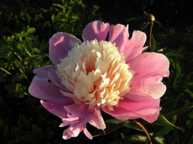 Bahçedeki pion çiçekleri.