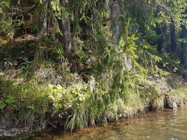 Forêt Vierge Été — Photo