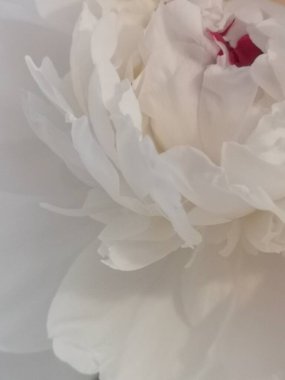 Beyaz ve beyaz şakayıkların cam vazoda nötr bir arkaplan ile yakınlaştırılması (seçici odak).