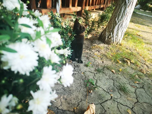Çiçeklerin içinde oturan küçük siyah kedi yavrusu