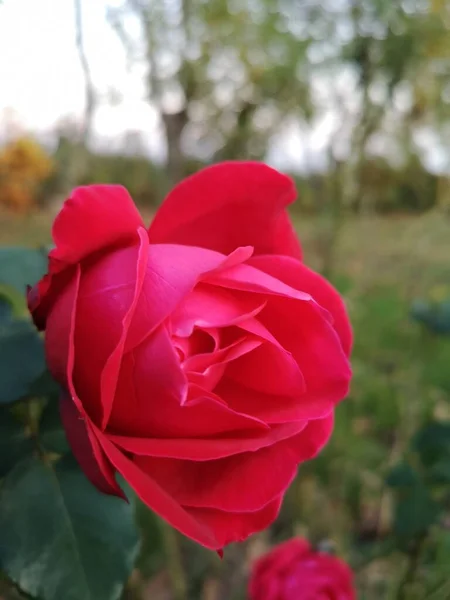 Bahçedeki kırmızı gülü yakından çek..