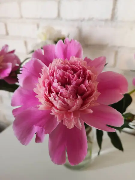 Pembe şakayıkların cam vazoda nötr bir arkaplan ile yakınlaştırılması (seçici odak).