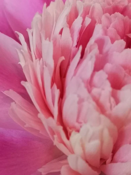 Pembe şakayıkların cam vazoda nötr bir arkaplan ile yakınlaştırılması (seçici odak).