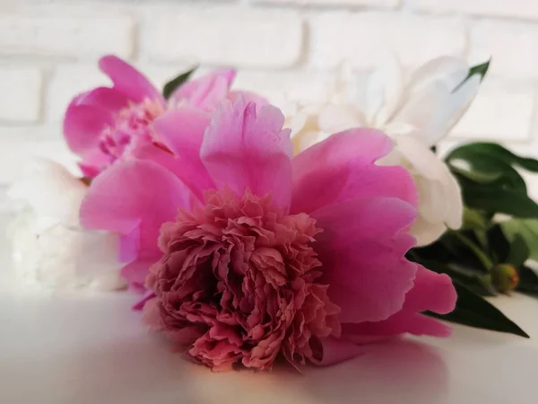 Pembe şakayıkların cam vazoda nötr bir arkaplan ile yakınlaştırılması (seçici odak).