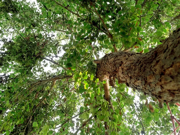 Bottom view of a huge tree near trunk with large branches in a field in India