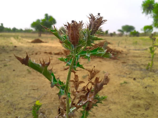 Sebuah Rumput India Berduri Atau Tanaman Gulma Daerah Gurun Dengan — Stok Foto