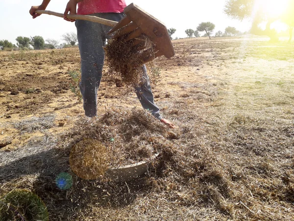 Geleneksel ahşap aletlerle kuru tarım atıklarını törpüleyip nakleden kadın çiftçi.
