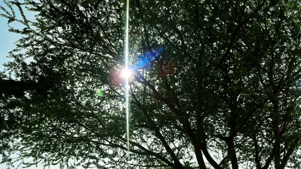 Sunlight Coming Leaves Tree Dark Forest — Stock Photo, Image