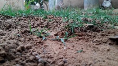 Asyalı erkek bakım bitkileri ev bahçesinde ya da çimen ve ot temizleyerek bahçe işlerinde