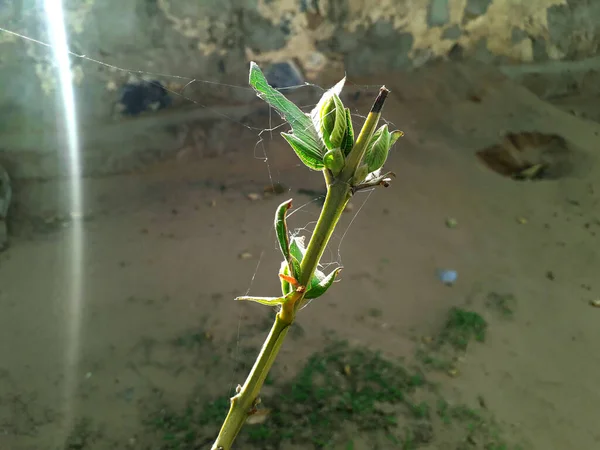 Spider web or cobweb on a plant shining in sun rays.