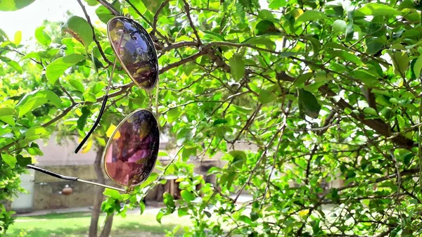 Gelas Hitam Dalam Bingkai Logam Emas Tergantung Pada Cabang Pohon — Stok Foto