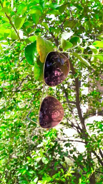 Kaca Hitam Dalam Bingkai Logam Emas Tergantung Pada Cabang Pohon — Stok Foto