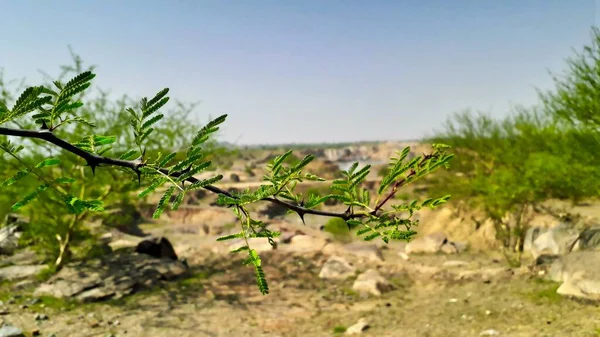 Gros Plan Une Branche Buisson Épineux Vue Plante Sauvage Montagne — Photo