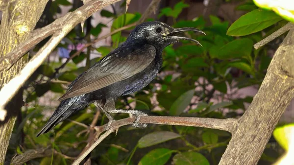 木の枝に座っているハチドリと呼ばれる小さな青緑色の移行鳥です — ストック写真