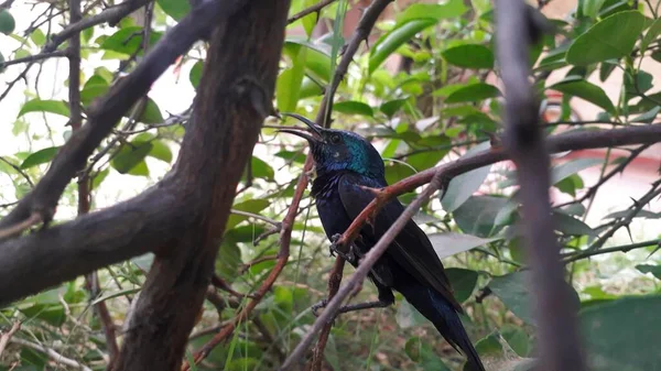 Minúsculo Pájaro Migrante Color Verde Azulado Llamado Colibrí Sentado Rama — Foto de Stock