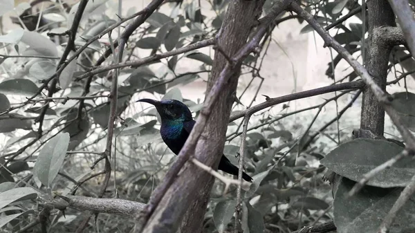 Winzige Blaugrüne Farbe Zugvogel Genannt Kolibri Schwarz Weißem Hintergrund — Stockfoto