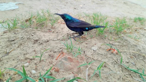 Pequeño Pájaro Migrante Color Verde Azulado Llamado Colibrí Sentado Hierba — Foto de Stock