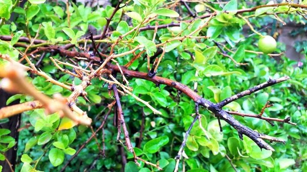 Cabang Mati Pada Pohon Lemon Dengan Tetes Air Pada Daun — Stok Foto