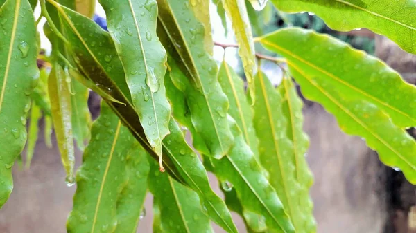 Parkta yağmur yağarken su damlayan bir ağacın uzun yaprakları.