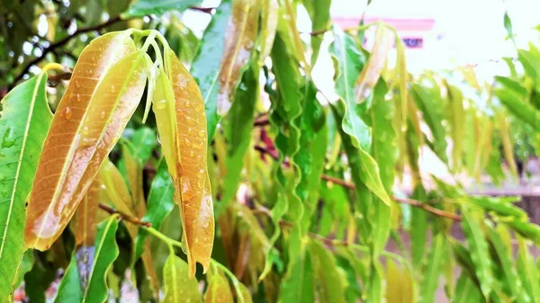 Daun Emas Panjang Dari Pohon Dengan Tetesan Air Saat Hujan — Stok Foto