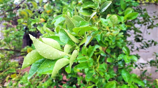 Tunas Atau Sekelompok Daun Baru Pohon Lemon Dengan Air Tetes — Stok Foto